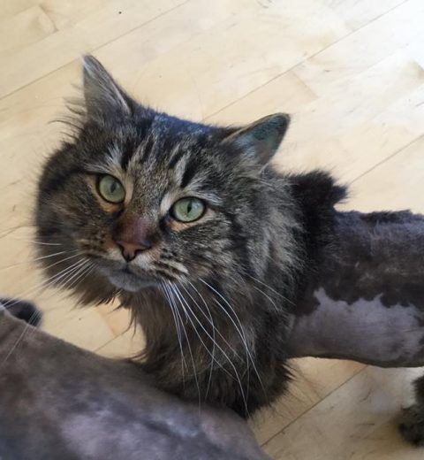 Flotteste Jackson, tett på trygge Brage.
