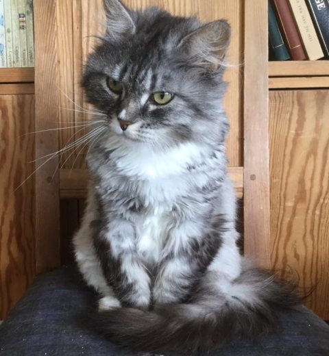 Sirikit ❤️ er ledig for adopsjon.
