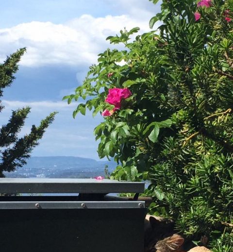 Brage ❤️ kuler’n på takterrassen -
