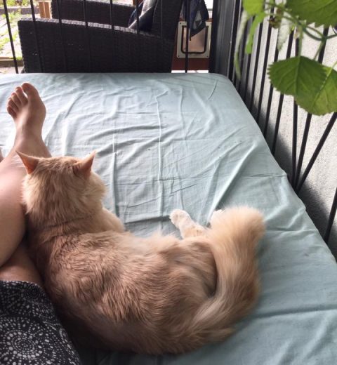 Noen slapper av på skribentens legg.