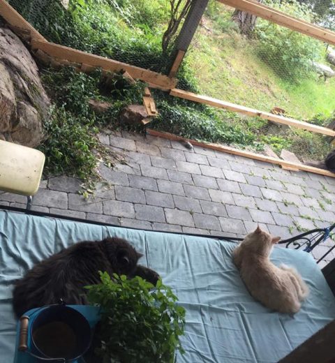 Slaraffenliv i kattegården, 1.