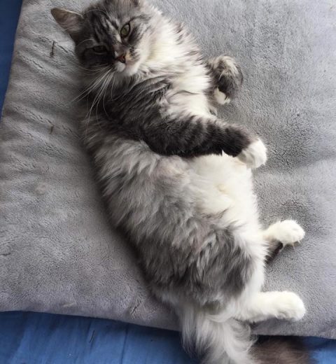 Sirikit ❤️ er ikke så nøye på det.