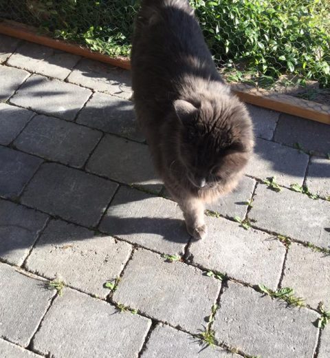 Totus ❤️ og Tessa ❤️ i farta.