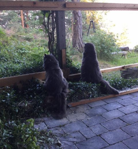 Oi! Det sitter en fugl rett der borte!