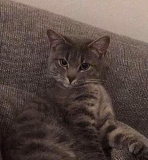 Benyy1_25.08.19 Benny ❤️ før hun så sitt snitt til å smette ut fra familiens nye bolig bare etter at de hadde bodd der en uke.