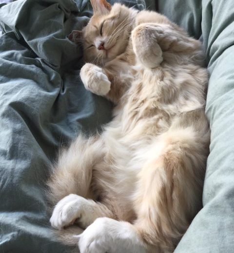 Burma ❤️ frisk som en fisk, han også, på tross av at han er FIV-positiv.