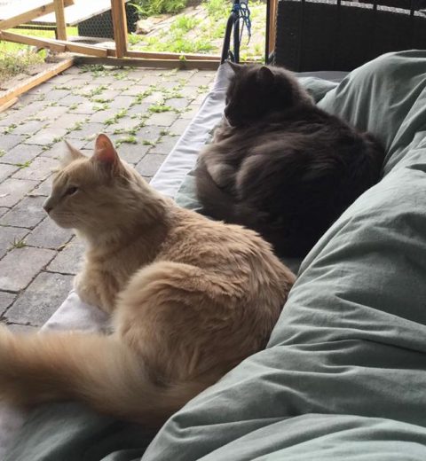 To katter, Burma og Totus, nyter livet i kattegården.