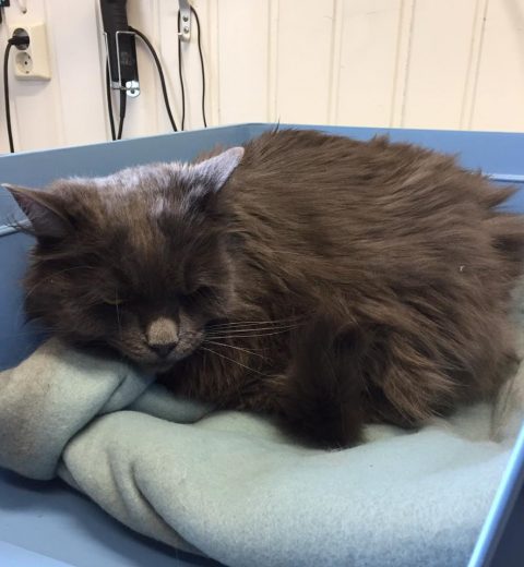 Holly ❤️ som nå er skrevet over til oss, måtte få litt hjelp til pelsstell på klinikken. Hun var bare måtelig interessert.