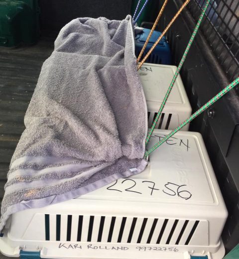 Hvitlabb, Simba og Kalle syns ikke det var så veldig stas å bli puttet i bur. Det ble litt bedre med gardin.