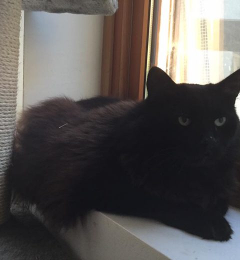 Kalle ❤️ lurer på hvorfor han foreløpig er helt alene med en ganske snill, men likevel fremmed dame. Vi gjør vårt beste for å formidle at Skyr kommer, han også!