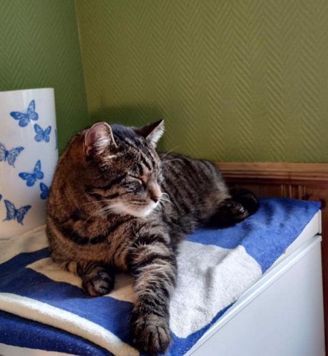 Tassen ❤️ er ledig for adopsjon.