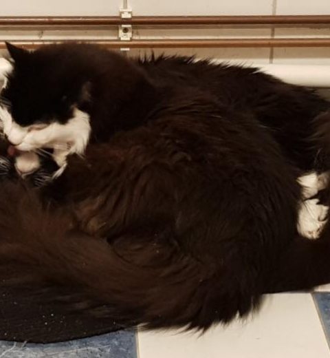 Simba ❤️ er ordentlig snill med mammaen sin. Vasker og pusser - på badegulvet.