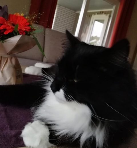 Nå heter jeg Panter ❤️ og det passer veldig bra på meg. Familien min elsker meg over alt og det er dønn gjensidig.