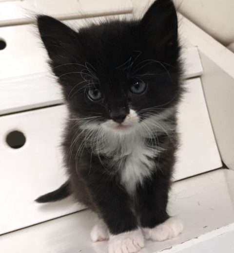 Husker dere meg? Jeg het Sirius ❤️ da jeg var liten og det er kjempelenge siden nå!