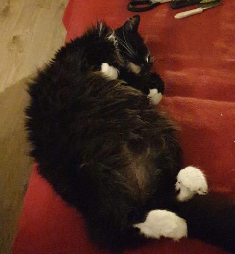 Hvitlabb har akseptert at Simba har reist videre, og velger å hedre ham ved å nyte livet. ❤️