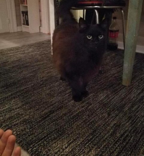 Kalle_03.11.19 Kalle_03.11.19