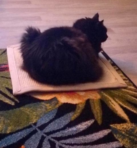 Kalle ❤️ koser seg på favorittmatta.