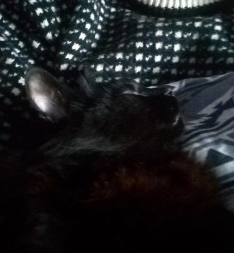 Så avslappet kan en pus være når armen er så trygg. Dette er enten Kalle ❤️ eller Skyr ❤️ (Svart katt er svart katt....)