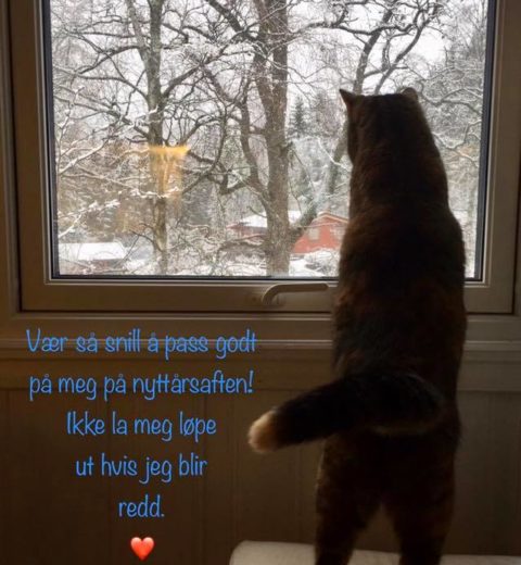 Petra_31.12.19 Nylig hjemvendte Petra ❤️ skuer utover sitt og Nesoddkattens nye rike, og får æren av å ønske dere alle godt nytt år! ?
