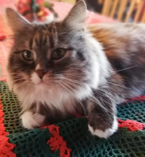 Sirikit ❤️ syns juleduken er ordentlig god å ligge på.
