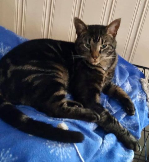 Leo_08.03.20 Leo ❤️ vil heller ikke skilles fra Tassen.