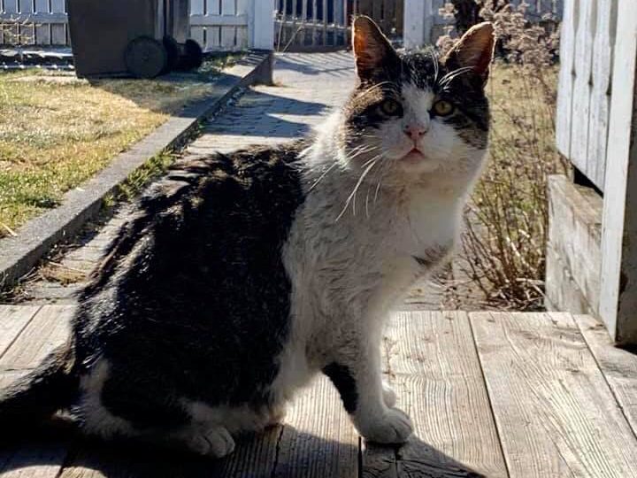 Noa_15.03.20 Denne gråpusen ❤️ går omkring på Fagerstrand, og trenger i alle fall hjelp med pelsen. Det skal han få, og annen hjelpe han måtte trenge, når vi har ham i hus.