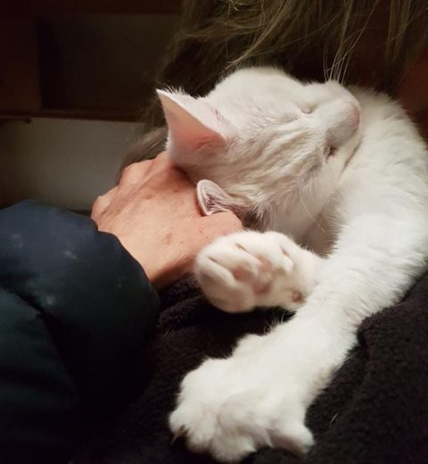 Simpelthen helt vidunderlig!