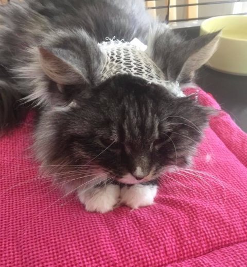 Sirikit ❤️ fortjener et fint liggeunderlag når hun er i rekonvalensens.