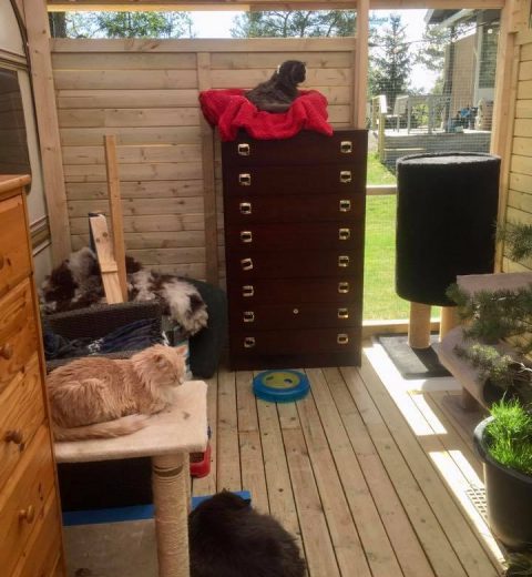 Burma på kattehylla, Tessa ❤️ nedenfor og Tassemor ❤️ troner oppå kommoden.