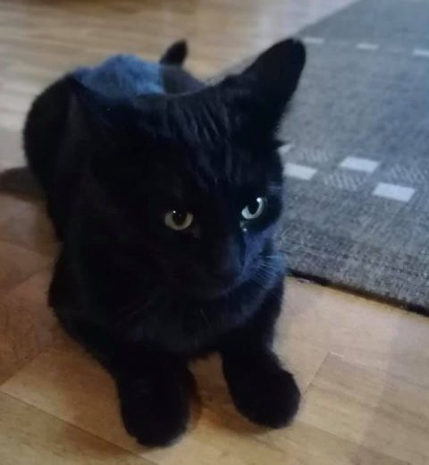 Felix5_04.10.20 - Ikke sant at jeg er helt utrolig søt?!