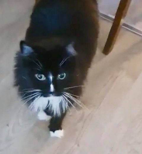 Hvitlabb1_05.07.20 Hvitlabb ❤️ i fint driv mot feriepasseren sin. Den vakre jenta er klar for å bli adoptert. Ta kontakt med oss hvis dere blir forelsket i henne!