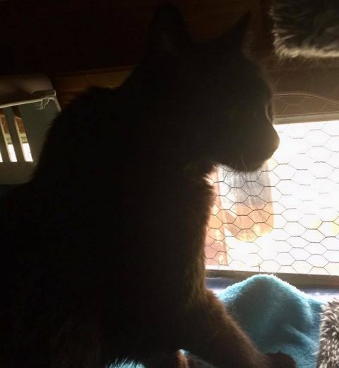 Katt_26.07.20 Fine gamle Alværnjenta, som fikk en annerledes lørdag. Det tok hun med imponerende stor ro.