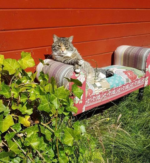 Sia_19.07.20 Dette er Sia ❤️ på sin tidligere adresse. Hun var en Nesoddkatt som ble adoptert ut for 3 år siden.