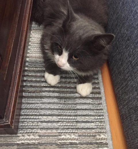 Teddy2_16.08.20 Det føles relativt trygt her. Tror jeg.