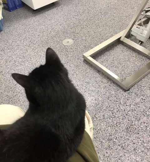 Beauty2_17.01.21 Det er fint å ha et fang å være på når man først må vente litt hos veterinæren, synes Beauty.