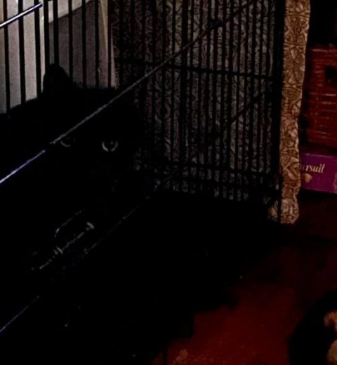 Black-Marie_07.02.21 - Der kom han endelig! Velkommen hit, Black ❤️! Vil du være vennen min?