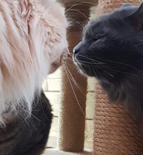 Burma-Totus_31.01.21 Burma ❤️ og Totus ❤️ er gode venner, hvilket er ekstra praktisk siden de begge er FIV-postive.