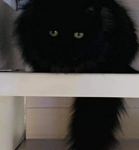 Aurora ❤️