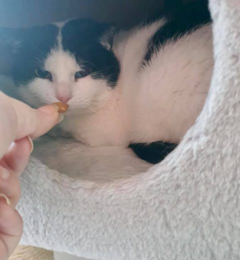 Oskar ❤️. Dette er jo i og for seg et ganske vanlig syn for alle som har katt, vel? Absolutt, hvis katten aldri har opplevd å være hjemløs, sulten, kald og alene. Men for Oskar, som har opplevd alt det, er det et STORT framskritt at han tør å utforske klatrestativet, legge seg i hulen og få godbit fra hånden til fostermor.