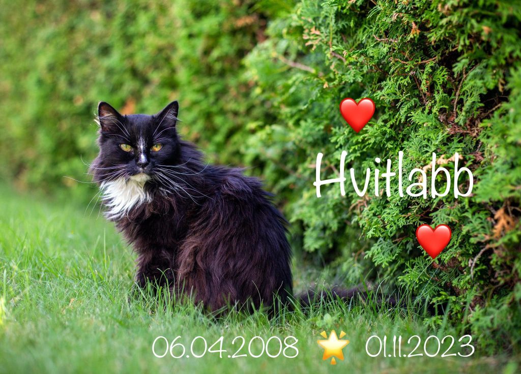 Katten Hvitlabb