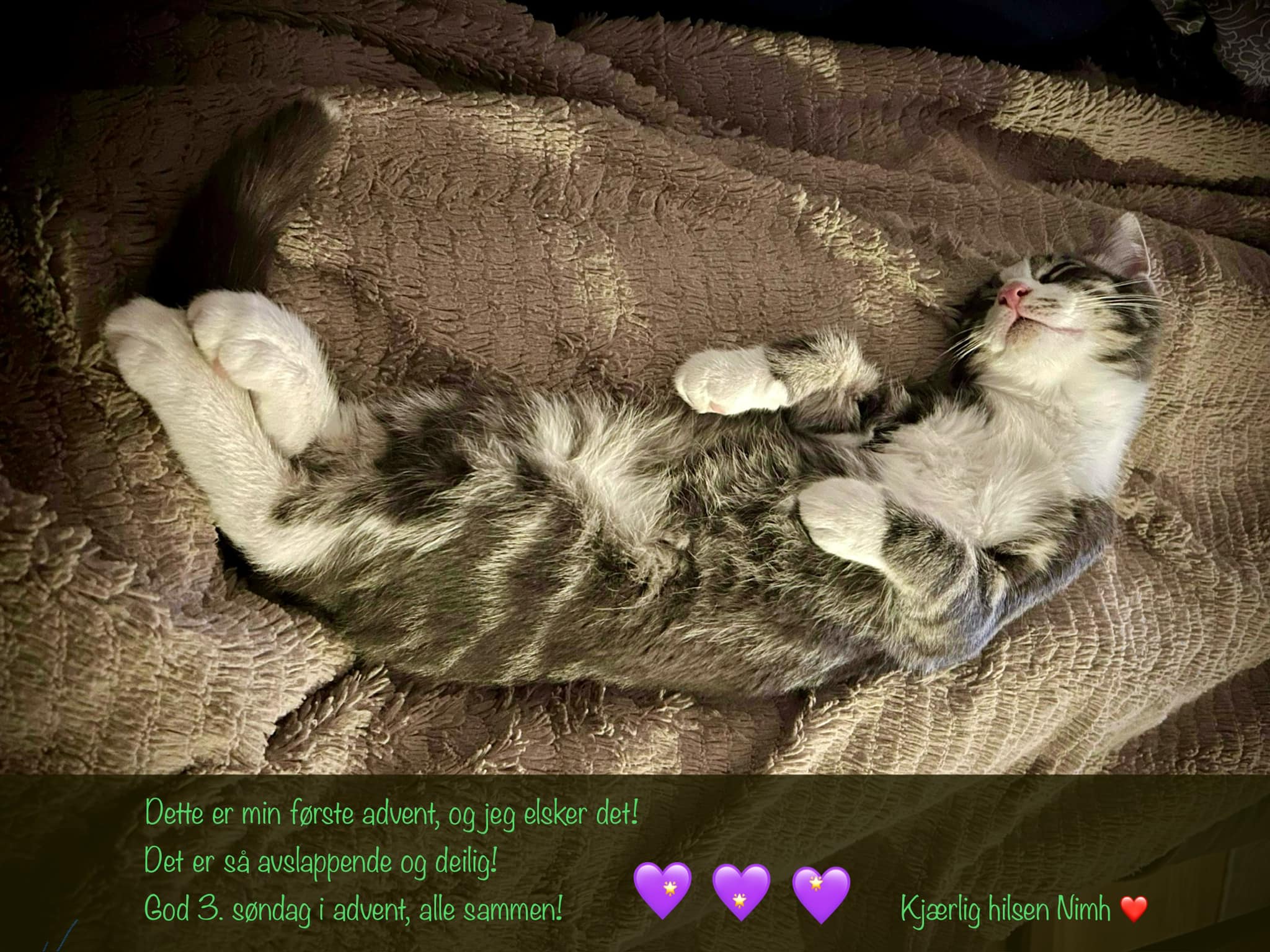 Avslappet katt