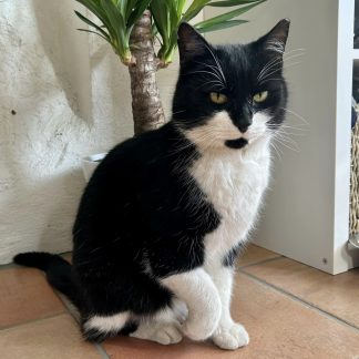 Svart og hvit katt poserer for fotografen