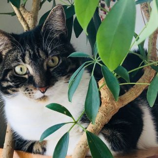 Katt titter frem fra plante