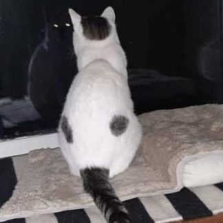 Hvit katt sitter med ryggen til