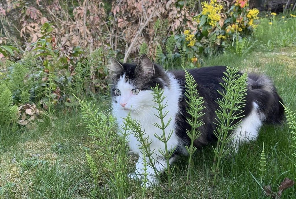 Katt vandrer i gresset