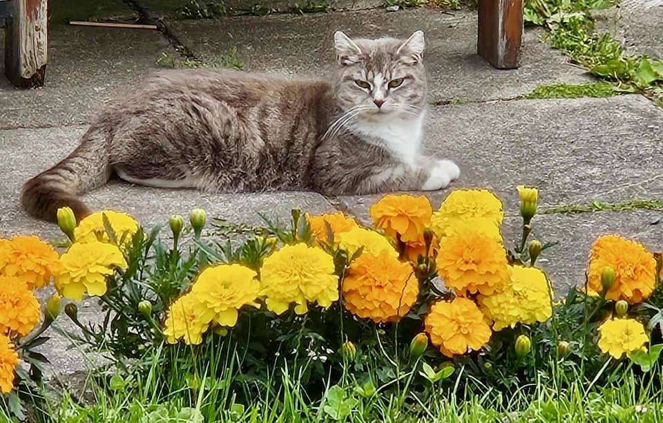 Katt slapper av ved siden av gule blomster
