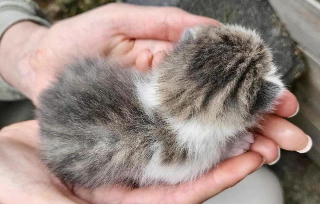 Liten kattunge i en hånd