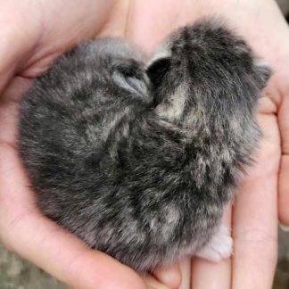 Liten grå kattunge ligger krøllet sammen i en hånd