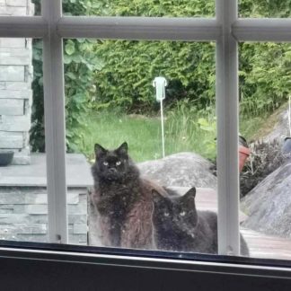 To katter som stirrer inn gjennom vindu.