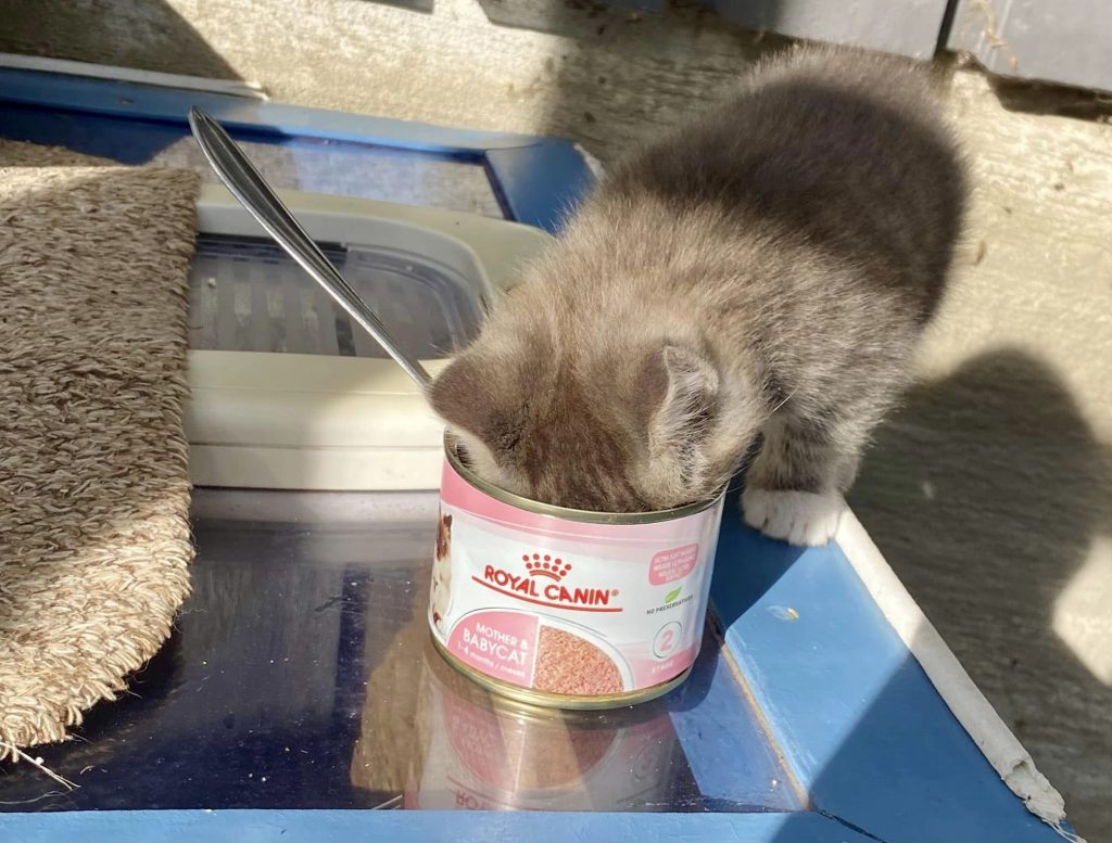 Kattunge spiser fra en hermetikkboks